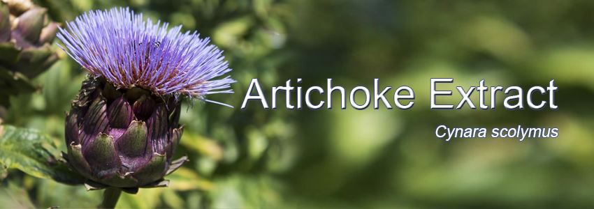 artichoke leaf extract powder (2)