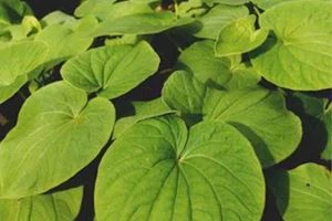 kava root extract powder 002