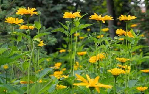Jerusalem Artichoke Extract