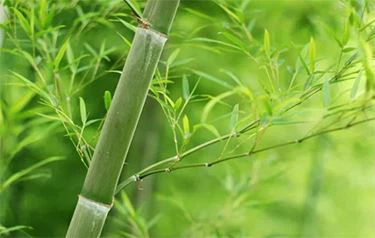 bamboo extract uses bamboo extract uses