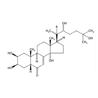 ecdysterone supplement