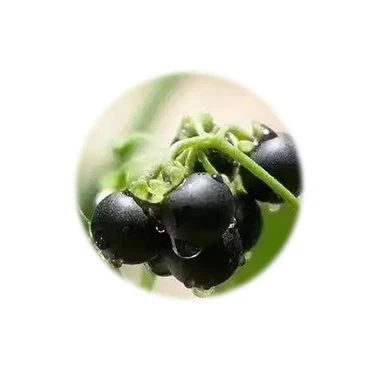 product-375-375 black nightshade
