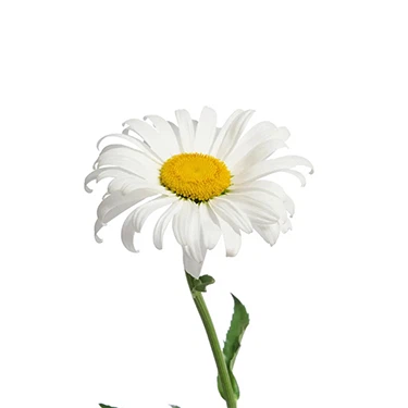 product-375-375 Chamomile