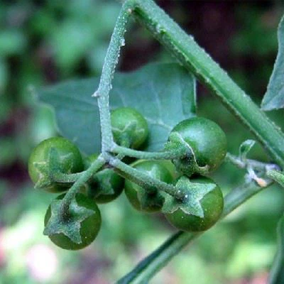 Black Nightshade Herb