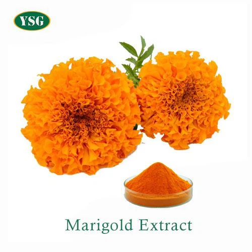 Marigold Flower Extract