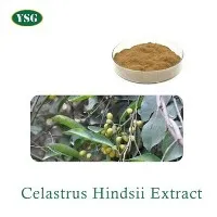 celastrus paniculatus extract