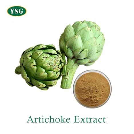 Artichoke Extract Cynarin