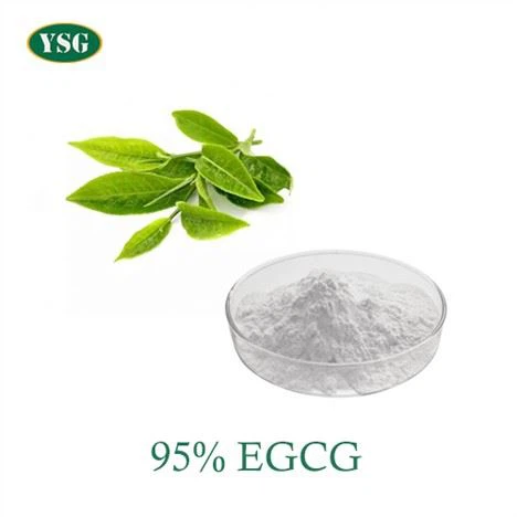 EGCG Extract Powder