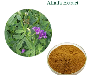Alfalfa Extract