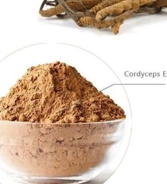 Cordyceps Powder Bulk
