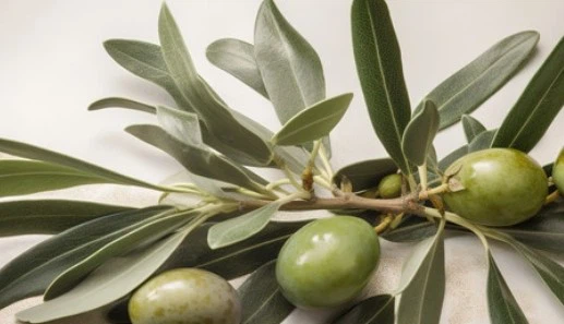 news-517-297 news-517-297