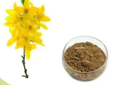 forsythia suspensa extract forsythia suspensa extract