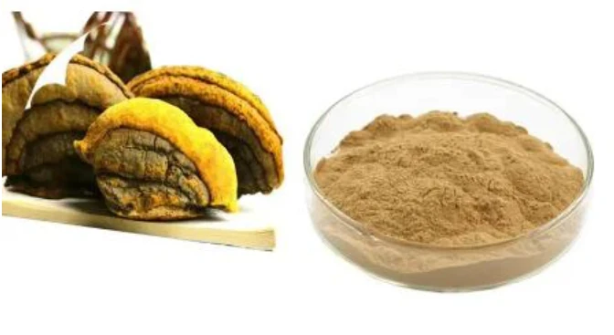 phellinus linteus mushroom extract phellinus linteus mushroom extract