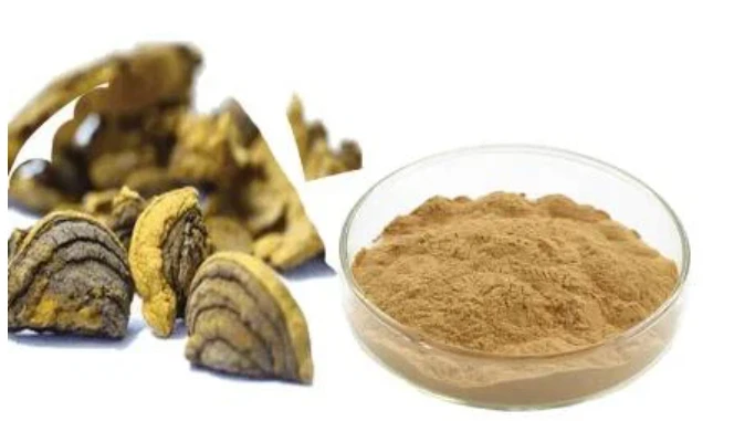 phellinus linteus mushroom extracts phellinus linteus mushroom extracts