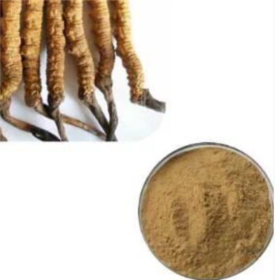 Cordyceps Sinensis Extract