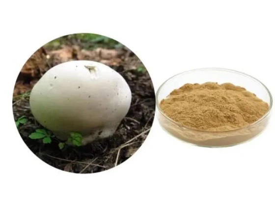 White Button Mushroom Extract